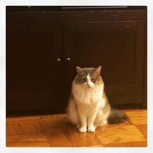 Meet your Posher, Rachel